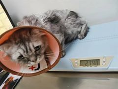 -特一安24小时宠物医院·骨科·中兽医