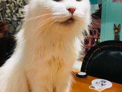 -猫小院猫主题餐厅(三里屯店)