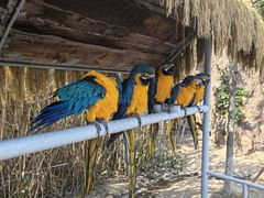 -西霞口神雕山野生动物世界