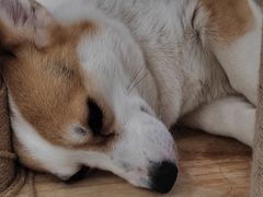-安格丽娜·狗咖·猫咖羊驼咖(春熙路百盛商场店)