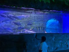 -芜湖新华联大白鲸海洋公园