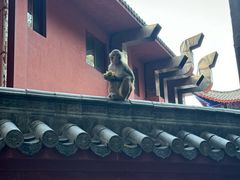 -黔灵山公园