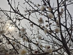 -香雪海