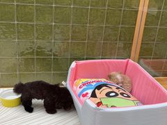 -帕帕拉兹宠物(亚洲旗舰店)