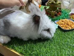 -宠物兔专门店(天丰利市场店)