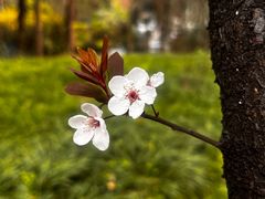 -重庆彩云湖湿地公园