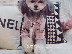 -八公叔叔宠物美容连锁(春申店)