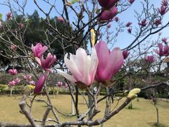 -广州莲花山旅游区