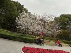 -徐家汇源景区-衡山公园