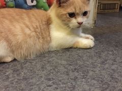 -猫色咖啡·猫咖