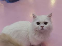 -爪爪喵星球·猫舍(前海卓越店)