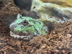 -酷以爬仙阁实体爬宠店·守宫·蜥蜴·专业繁育