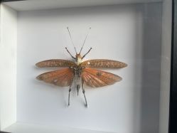 -周忆刺青原创设计定制