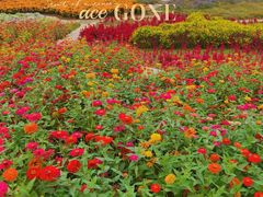 -紫颐香薰山谷景区