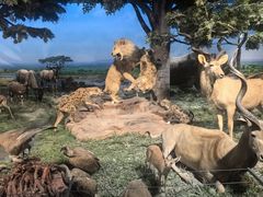 -国家自然博物馆