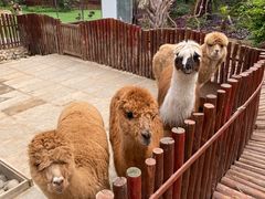 -呀路古热带植物园