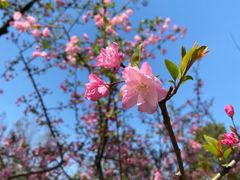 -顾村公园