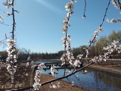 -将府公园