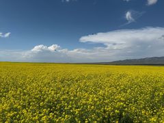 -青海湖国家重点风景名胜区
