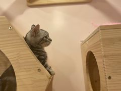 -猫咪派对(江南西店)