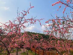 -田园寨农园观光园