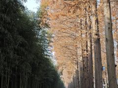 -黄海国家森林公园