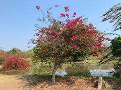 -中国科学院西双版纳热带植物园