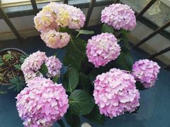 -爱乐蒙艺术·古筝 钢琴 声乐(科华校区)