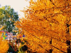 -长白岛森林公园