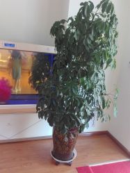 -苗方清颜专业祛痘养生