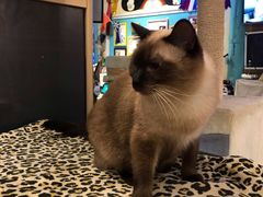 -猫小院猫主题咖啡厅(北锣店)