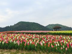 -径山花海