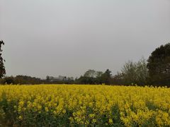 -紫颐香薰山谷景区