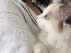 -芭比堂动物医院·CT·微创中心(新顺分院)