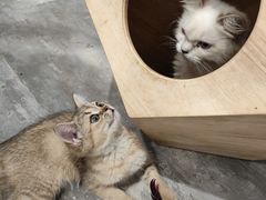 -楼上猫咖(罗湖店)