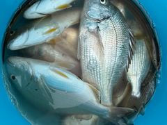 -鑫艋游艇海钓俱乐部