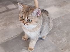 -楼上猫咖(罗湖店)