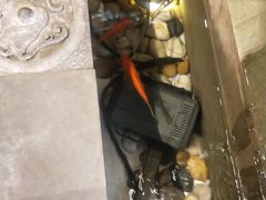 -小龙坎火锅(湖滨银泰in77店)