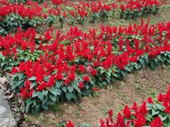 -松山湖梦幻百花洲