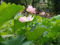 -四川大学(华西校区)