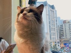 -喵喵咪呀布偶猫咖(春熙路店)