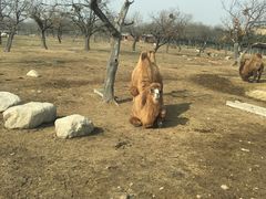 -西安秦岭野生动物园