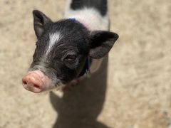 -前小桔亲子创意农场·草莓采摘·露营烧烤