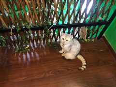 -李小姐の猫咖啡馆(五角场店)