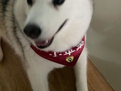 -Husky Go! 哈士奇体验馆·宠物咖啡厅狗咖