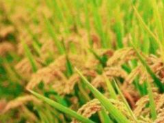 -前小桔亲子创意农场·草莓采摘·露营烧烤