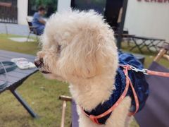 -J Create城市露营咖啡·简餐·宠物(上海动物园店)