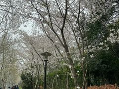 -黄兴公园