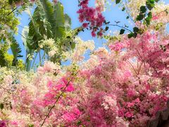 -深圳国际园林花卉博览园