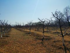 -永定河休闲森林公园